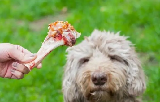 鸡胸肉能生着喂狗吃吗?新手铲屎官值得get 鸡胸肉能生着喂狗吃吗?新手铲屎官值得get