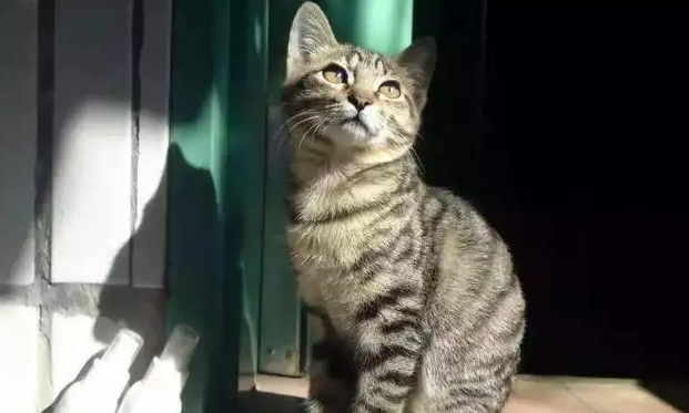 狸花猫和虎斑猫的区别，有必要了解一下