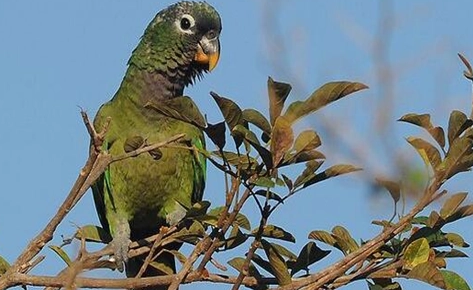 鳞头鹦鹉多少钱一只？新手鸟友该不该选择？