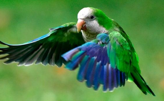 和尚鹦鹉可以吃蛋黄吗？主人一定要清楚！