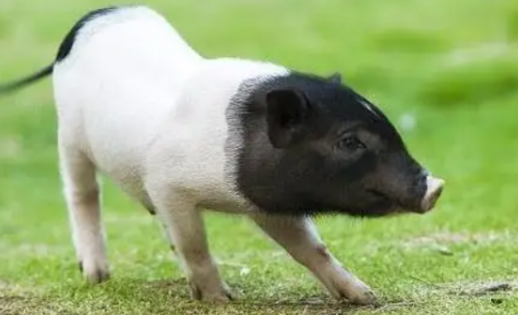 香猪的价格是多少呢？它有何特点？