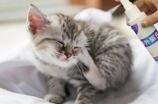 幼猫驱虫有啥要注意的，新手铲屎官一定要注意