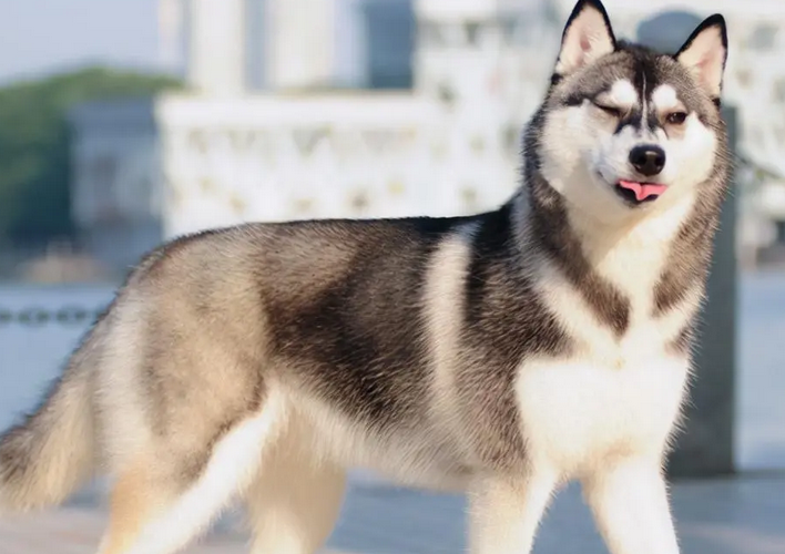 哈士奇走丢了会饿死吗？速来了解一下呢