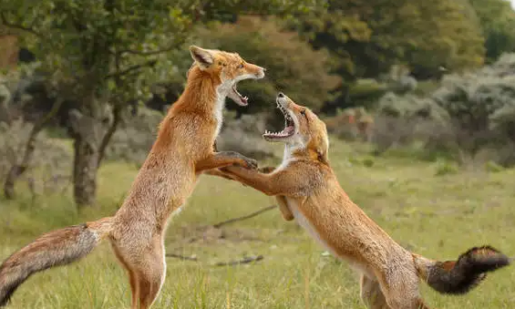 科普向丨探秘赤狐-077的隐秘世界