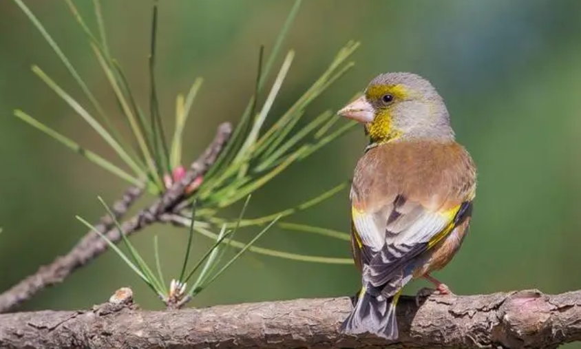 金翅雀与玉鸟繁殖可以吗？最好不要一起
