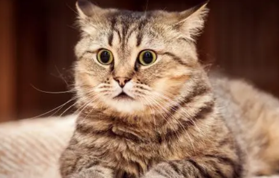 怀孕的猫能体外驱虫吗？为什么