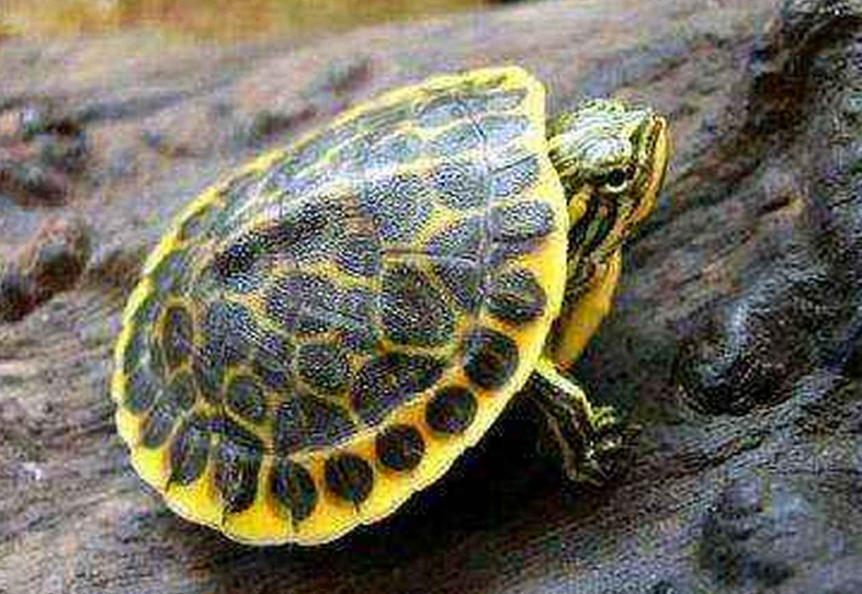 鸡龟在水里一动不动?不要担心,它可能在睡觉! 鸡龟在水里一动不动?不要担心,它可能在睡觉!