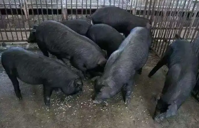 大河乌猪价格多少？养殖注意事项有哪些？