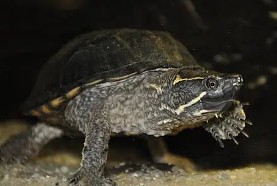 麝香龟吃什么长得快？饲主来看看吧