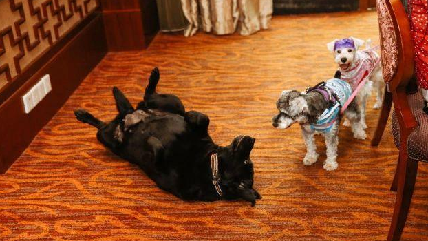 盖夫×爱宠游，携宠泛舟九龙湖！