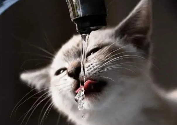 猫咪喜欢吃的猫条，到底是有害还是有利？