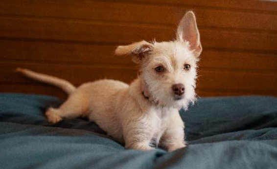 狗狗吃鱼油一天多少量？这篇文章告诉你