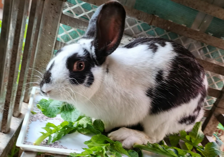 清楚这几点，轻松搞定花巨兔饲养。