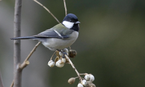 大山雀怎么挑选？主要注意以下3点