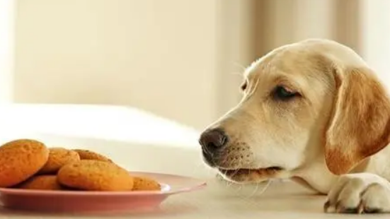 小狗食欲不振吃几口就不吃,可能是遇到这几个问题了 小狗食欲不振吃几口就不吃,可能是遇到这几个问题了