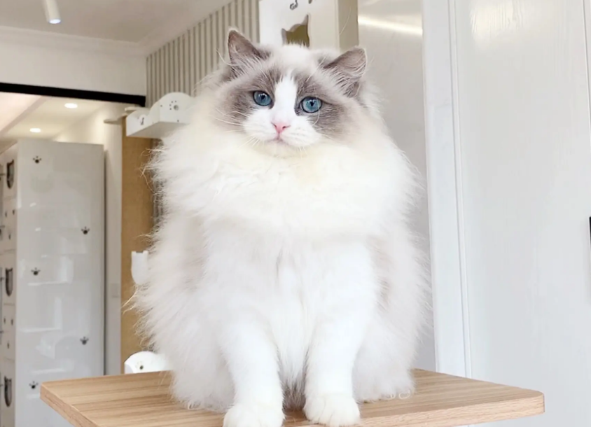 布偶满耳满背是不是特别好看？是的！