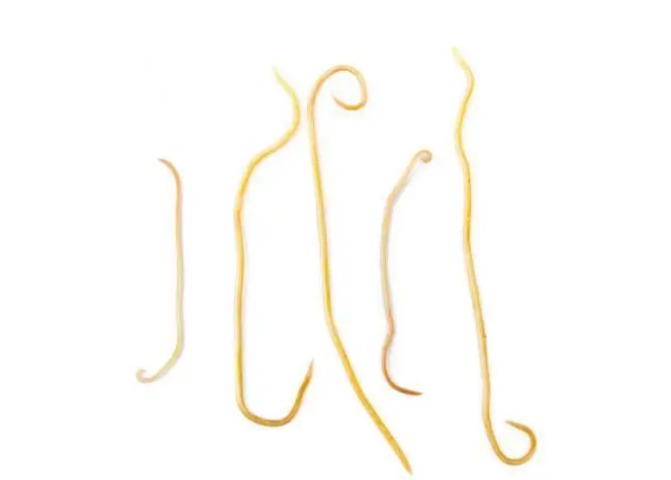  给狗狗驱虫，买的贵的驱虫药，吃了以后为什么没有看到拉虫子