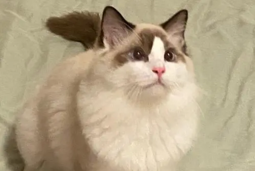 布偶猫咬人吗？铲屎官来看看吧