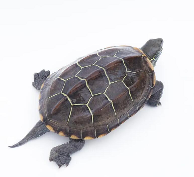 解锁中华龟花式冬眠秘籍!御寒小技巧必须get 解锁中华龟花式冬眠秘籍!御寒小技巧必须get