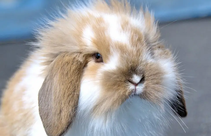 一起来了解一下宾尼垂耳兔价格！