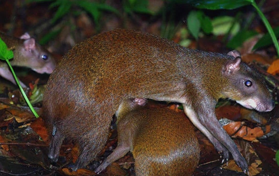 敲黑板丨购买中美毛臀刺鼠,这几点你一定要注意! 敲黑板丨购买中美毛臀刺鼠,这几点你一定要注意!