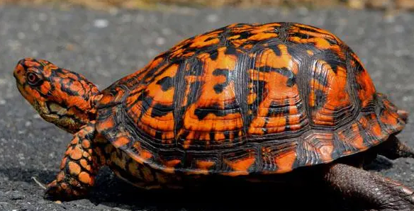 东部箱龟多少钱一只？想养的来了解下吧