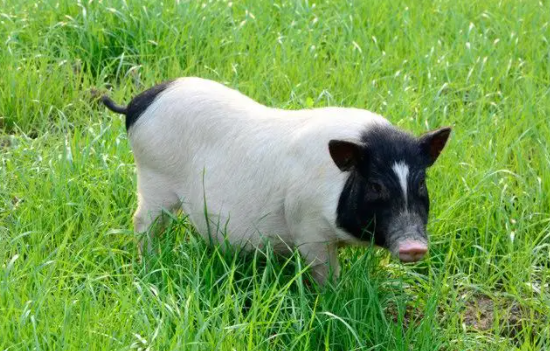 香猪寿命多长？能活多少年呢？