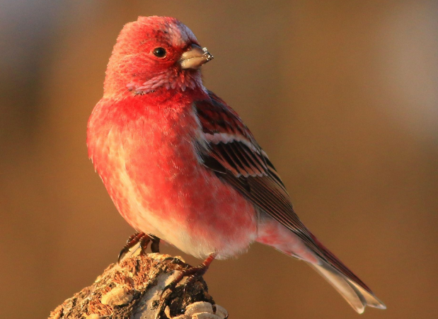 北朱雀是保护动物吗？来了解一下吧