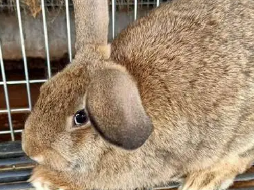 比利时兔饲养，都来瞧一瞧