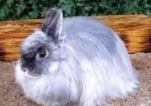 泽西长毛兔价格多少，想养的瞧一瞧