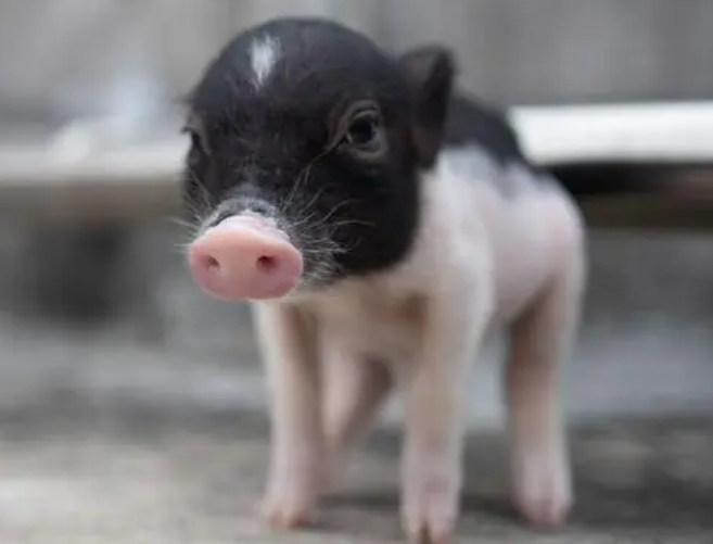 小香猪训练方法，想养的来看看吧