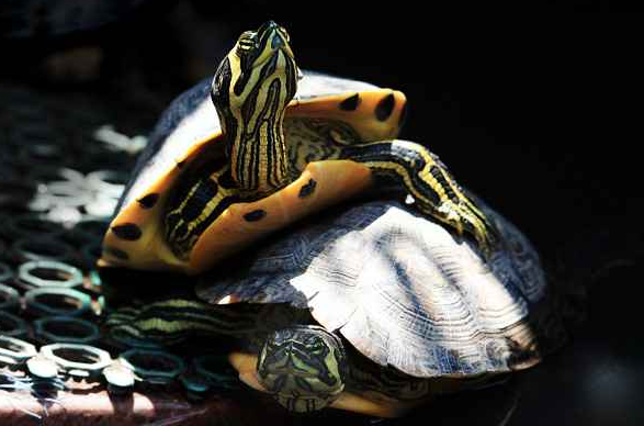 黄腹滑龟是巴西龟吗？来这了解一下