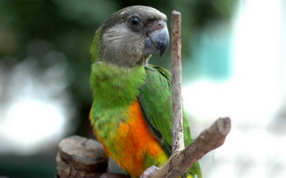 塞内加尔鹦鹉要多少钱？看这篇文章介绍