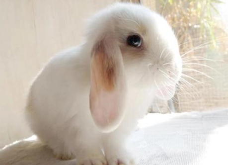 英国迷你垂耳兔臭吗？来瞧瞧吧
