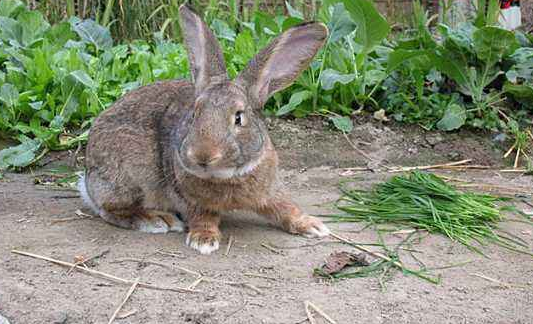 比利时兔吃什么？喂食要点大揭秘