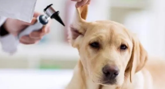 宠物耳螨应该注意什么？看看你知道吗？