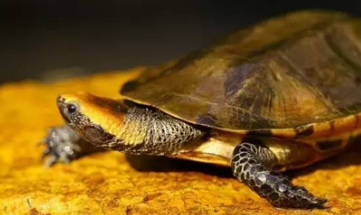 红头扁龟吃什么？三分钟教会你！