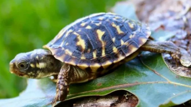 北部锦箱龟的环境要求是什么？饲主来看看吧