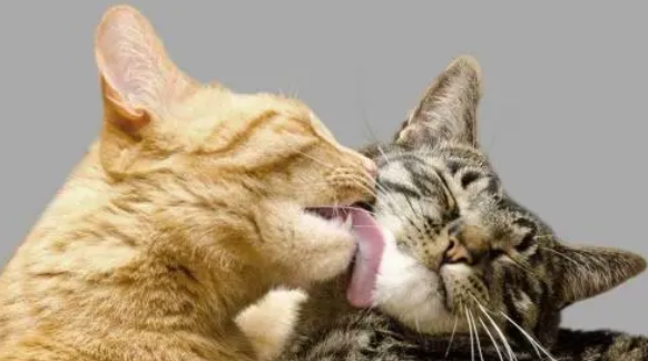 猫咪为什么吃猫草？猫草好处大揭秘