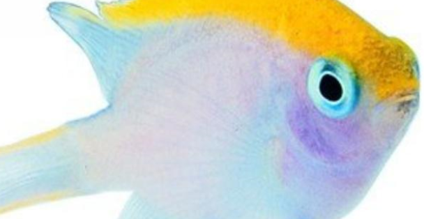 鱼缸里面水质混浊，只需要这几点，教你快速调理！