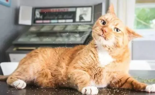 猫草攻略：如何选择与种植