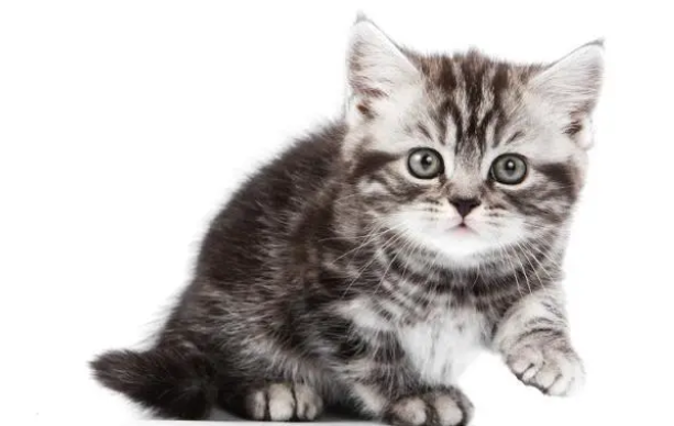 常见猫砂优缺点大解析，价格贵不一定是最好的，吸味除臭才是关键