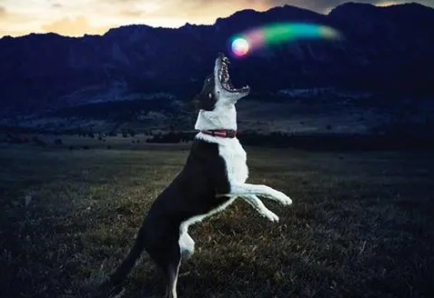 这6款宠物玩具，能给宠物更好的爱护！