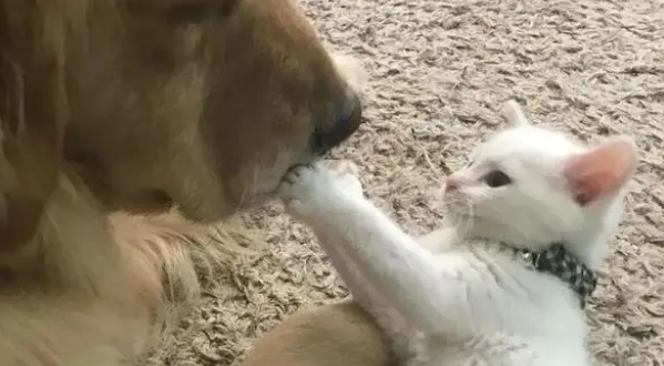 狗羊奶粉可以长期喝吗？养宠知识小分享！