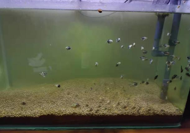 遭遇了鱼缸水质浑浊，采取这些简单方法改善，我就不信治不好它