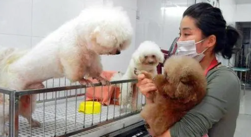 这几种狗千万不能寄养,不然你会后悔的! 这几种狗千万不能寄养,不然你会后悔的!