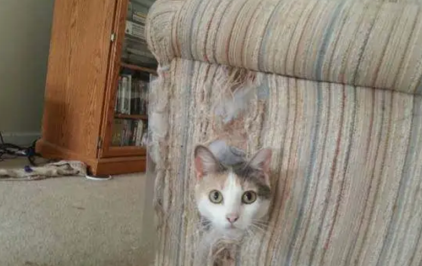 怎样教猫咪去抓猫抓板，而不是你的沙发？