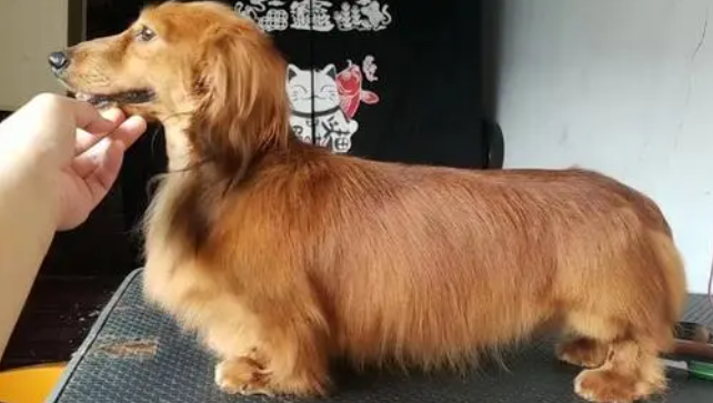 狗粮怎么选？选粮焦虑症必看！