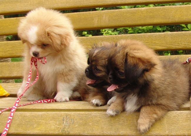 幼狗体温多少才是正常？养狗新手一定不要错过！