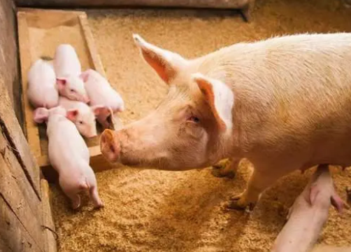 多数猪场在使用氟苯尼考时存在“3个误区” 多数猪场在使用氟苯尼考时存在“3个误区”